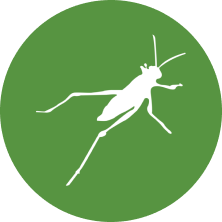 Grasshopper